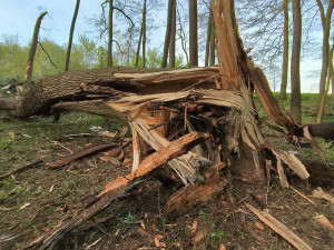 Na Hodonínsku praskl vzrostlý strom a hrozil jeho pád. Hasiči ho pomocí trhaviny odstřelili