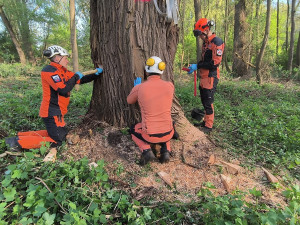 Na Hodonínsku praskl vzrostlý strom a hrozil jeho pád. Hasiči ho pomocí trhaviny odstřelili