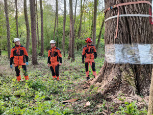 Na Hodonínsku praskl vzrostlý strom a hrozil jeho pád. Hasiči ho pomocí trhaviny odstřelili