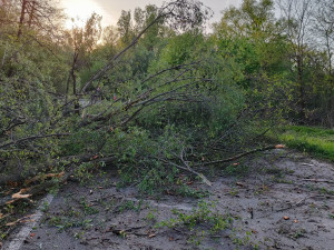 Na Hodonínsku praskl vzrostlý strom a hrozil jeho pád. Hasiči ho pomocí trhaviny odstřelili