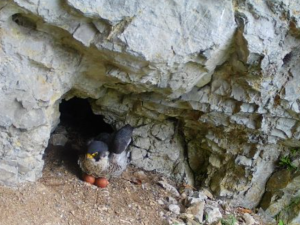 Do jeskyně v Moravském krasu se nastěhoval vzácný sokol. Ochránci kvůli hnízdění uzavřeli okolí