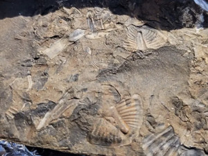 Na černé skládce v Brně našli lidé při úklidu trilobity