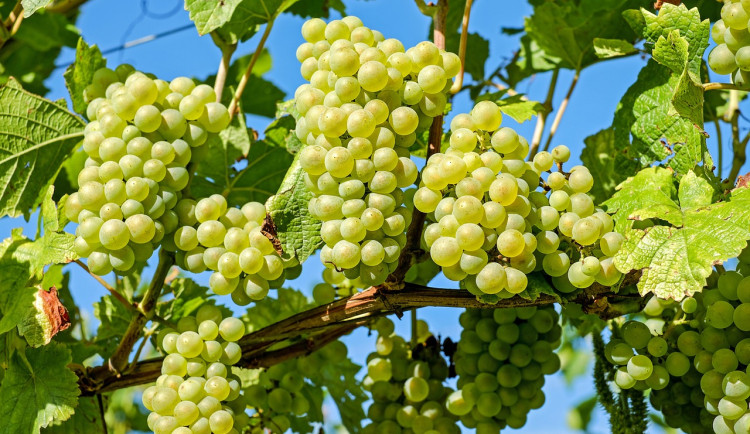 grapes-2656259_1280