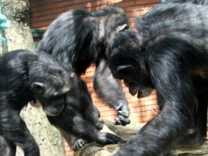 V hodonínské zoo šimpanzům sloučili výběhy, aby žili přirozeněji. Zvířata se však vzájemně napadají