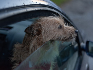 Překvapené řidičce v Brně skočil do auta cizí pes. Usadil se na místě spolujezdce a čekal