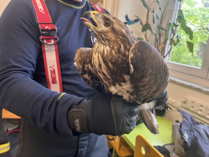 Hasiči se v zoo v Brně učili správně manipulovat s velkými ptáky i dlouhými hady