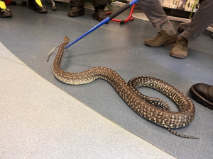 Hasiči se v zoo v Brně učili správně manipulovat s velkými ptáky i dlouhými hady