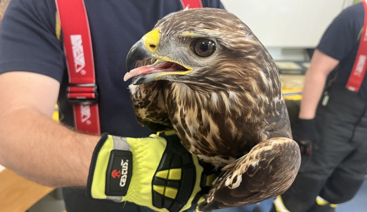 Hasiči se v zoo v Brně učili správně manipulovat s velkými ptáky i dlouhými hady