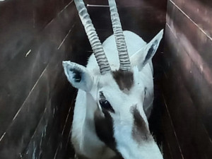 Vzácní přímorožci z Hodonína už jsou v Itálii. Převoz proběhl bez větších komplikací