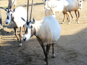 Vzácní přímorožci z Hodonína už jsou v Itálii. Převoz proběhl bez větších komplikací