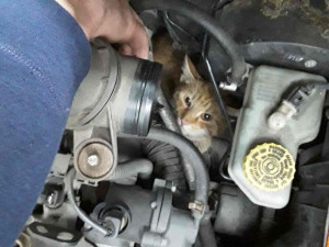 Ženě utekla kočka a schovala se pod kapotu auta. Vysvobodila ji až majitelka vozu