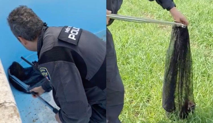 VIDEO: Lidé se báli křečka, který spadl do jejich prázdného bazénu a pak výhružně skákal