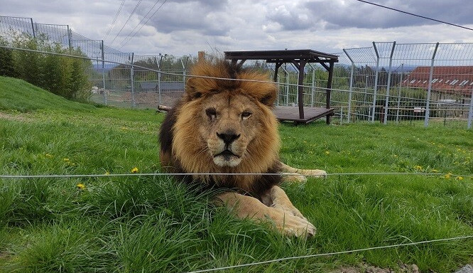 V táborské zoo inovují a v červnu otevřou záchranné centrum pro státem zabavené šelmy