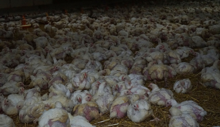 Soud přikázal Obráncům zvířat smazat z webu záběry z chovu kuřat farmy Rabbit