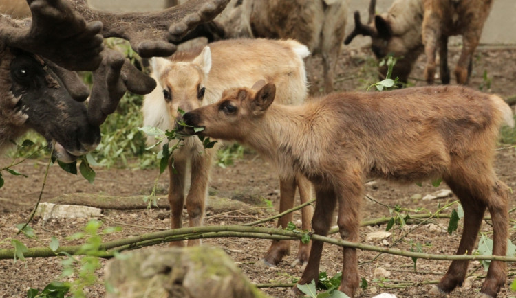 2013-05-19-rangifer-tarandus