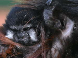V hodonínské zoo se narodil první tamarín sedlový. Spatřit ho lze jen se štěstím, rodiče si ho hlídají