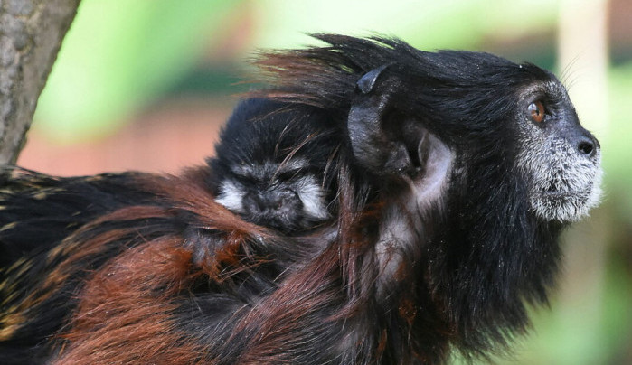 V Zoo Hodonín se narodil první tamarín sedlový. Spatřit ho lze jen se štěstím, rodiče si ho hlídají