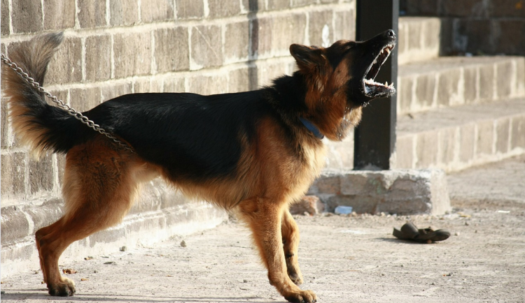 Ženu u stánku s občerstvením v Brně napadl cizí pes. Zakousl se jí do předloktí a roztahal bundu