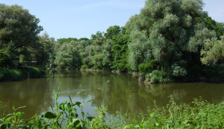 Odborníci chtějí zachránit Moravskou Amazonii. Lesy u Dyje nejspíš budou chráněná krajinná oblast