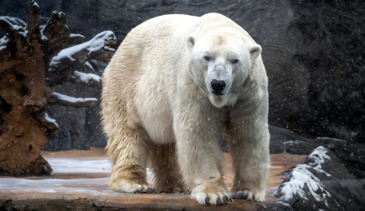 Lední medvěd Tom narozený v Brně zemřel v kazachstánské zahradě. Jeho smrt tajili