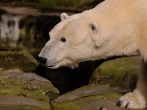 Lední medvědi v brněnské zoo by mohli mít větší výběh. Město chystá investice