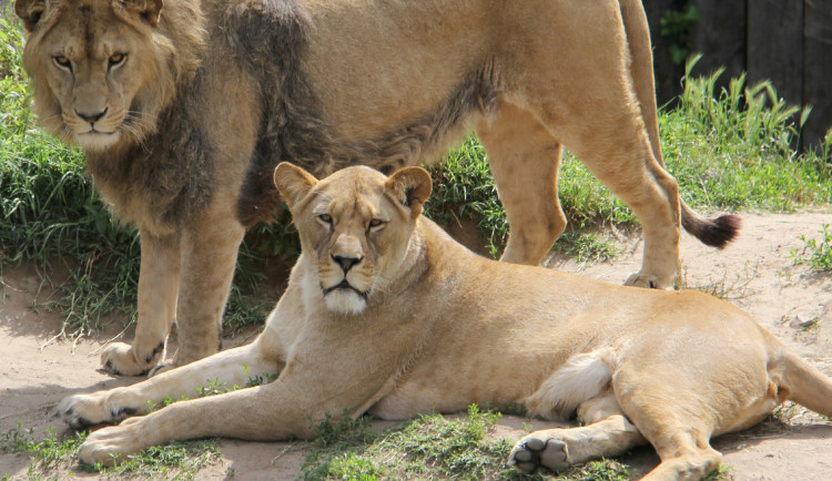 Hodonínská zoo přišla o měsíční lvíče. Matka mláděte ztratila mléko