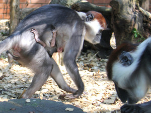 V hodonínské zoo se narodila ohrožená opička