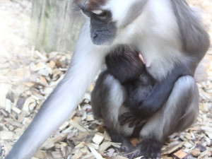 V hodonínské zoo se narodila ohrožená opička