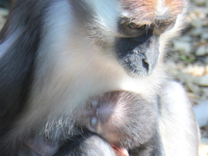 V hodonínské zoo se narodila ohrožená opička