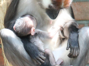 V hodonínské zoo se narodila ohrožená opička