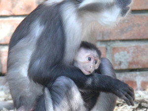 V hodonínské zoo se narodila ohrožená opička