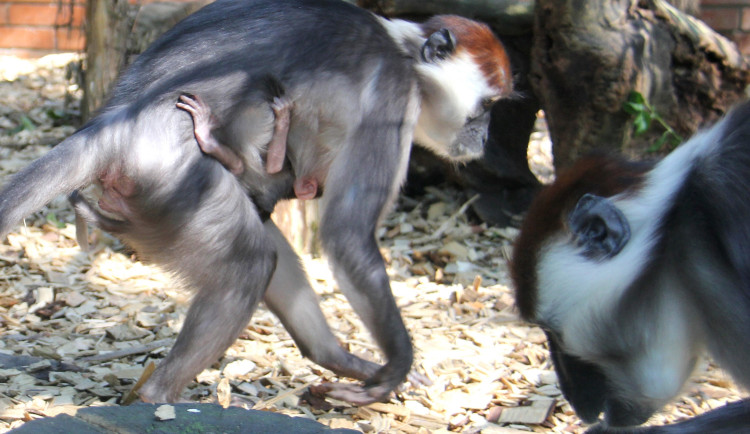 V hodonínské zoo se narodila ohrožená opička