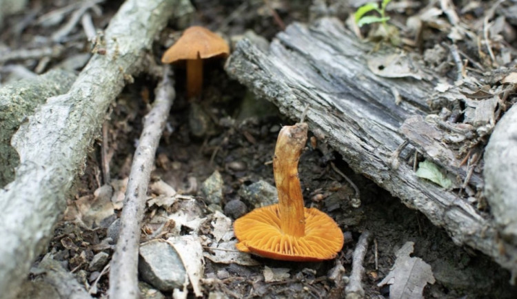 U Brna se vyskytla smrtelně jedovatá houba. Houbaři si ji mohou splést s václavkou