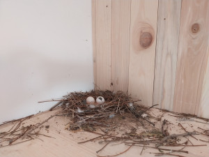 V Brně pozvali opeřence na magistrát. Na střeše jedné z budov postavili holubník