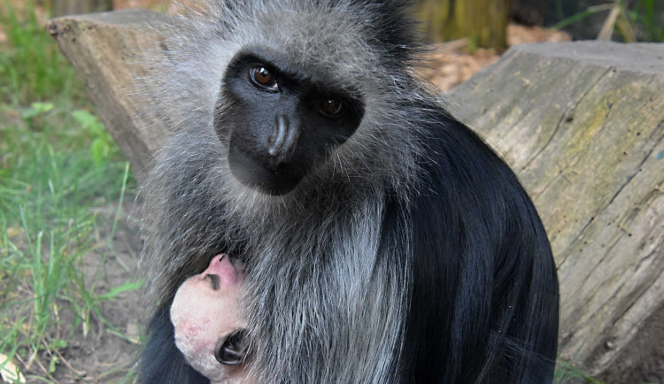 Zoo Hodonín má další přírůstek v pavilonu primátů, mládě geurézy běloramenné