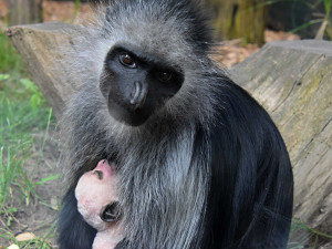 Zoo Hodonín má další přírůstek v pavilonu primátů, mládě guerézy běloramenné