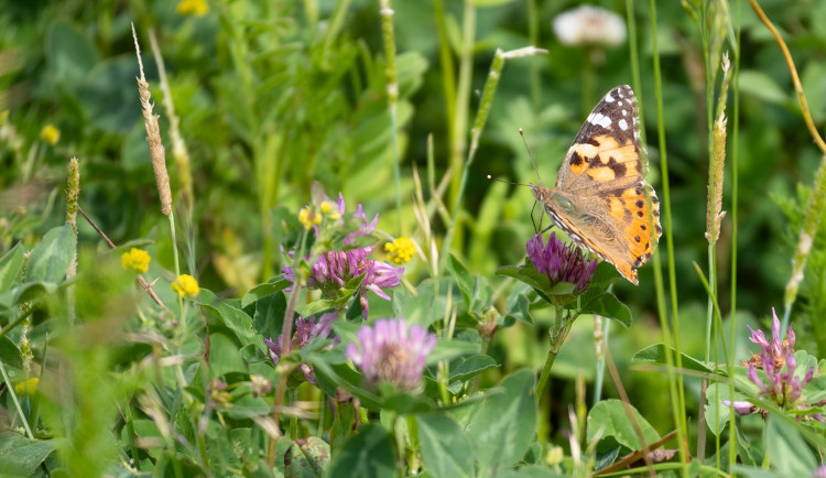 V podhůří Bílých Karpat vzniklo osm motýlích dálnic. Vysel je zemědělec, který chce pomáhat přírodě