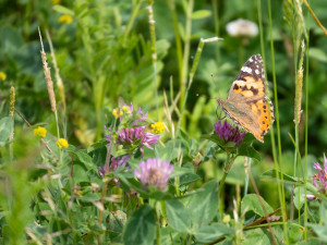 V podhůří Bílých Karpat vzniklo osm motýlích dálnic. Vysel je zemědělec, který chce pomáhat přírodě