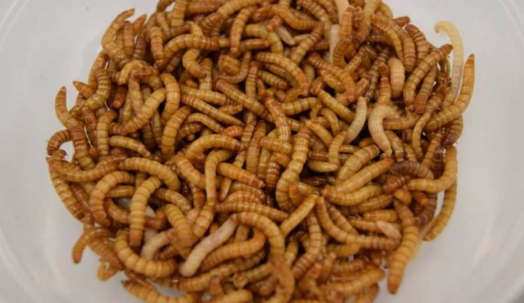 Vědci z Brna testují využití hmyzu v potravinářství. Cvrččí prášek přidávají do klobás a salámů