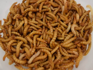 Vědci z Brna testují využití hmyzu v potravinářství. Cvrččí prášek přidávají do klobás a salámů
