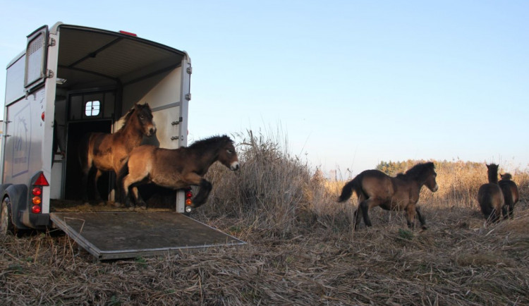 Stádo divokých koní v Novohradských horách je kompletní. Ochránci dovezli z Milovic zbývající klisny