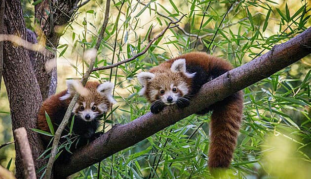 Zatopená ostravská zoo v pátek znovu otevřela. Varování meteorologů se nenaplnila, lidé mohou přijít i o víkendu