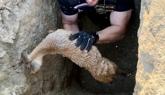 Srnčí mládě uvázlo v jámě po kopáčích vltavínů, ven se dostalo až s pomocí policistů