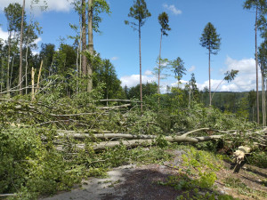 Bouře poškodila v Masarykově lese přes čtyřicet tisíc stromů. Podnik vydá zákaz vstupu do lesa