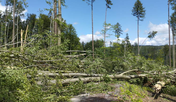 Bouře poškodila v Masarykově lese přes čtyřicet tisíc stromů. Podnik vydá zákaz vstupu do lesa