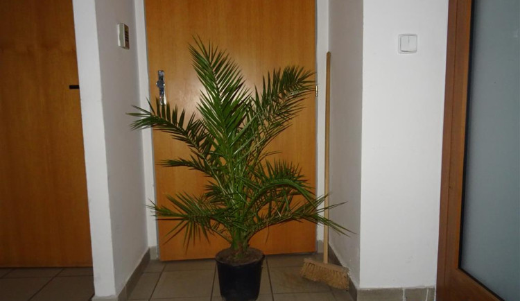 Nenechavá dvojice ukradla exotickou palmu v květináči z brněnského hobbymarketu. Krádež natočily kamery
