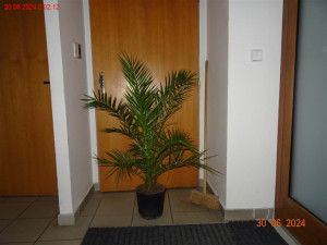 Nenechavá dvojice ukradla exotickou palmu v květináči z brněnského hobbymarketu. Krádež natočily kamery