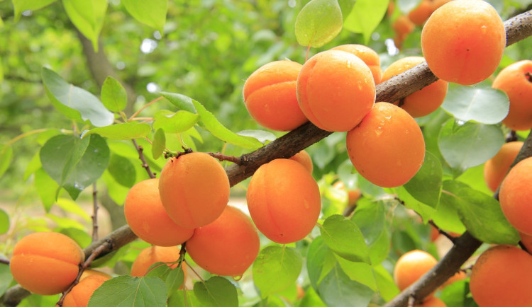 apricots-824626_1280
