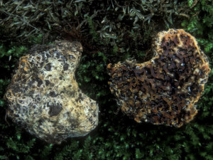 Houbař našel na Pálavě vzácnou houbu. Ta rostla dosud pouze v USA