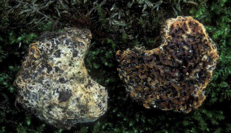 Houbař našel na Pálavě vzácnou houbu. Ta rostla dosud pouze v USA